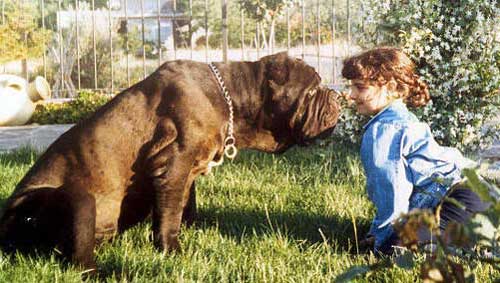 Neapolitan mastiff və uşaq