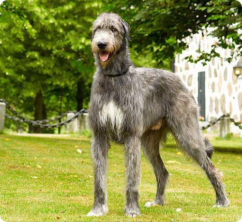İrlandiyalı Wolfhound