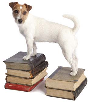 Kitablarda Jack Russell Terrier