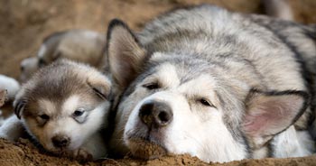 Alaskan Malamute Puppy və Ana