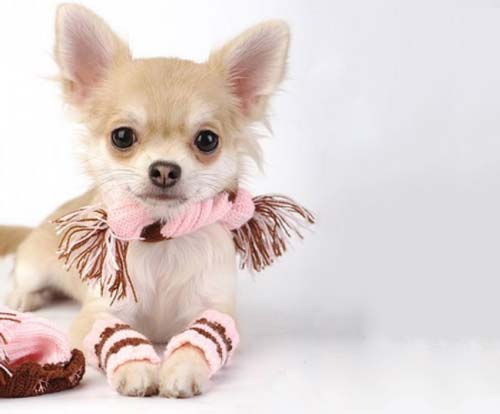 cute chihuahua puppy