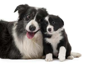 sərhəd collie və puppy