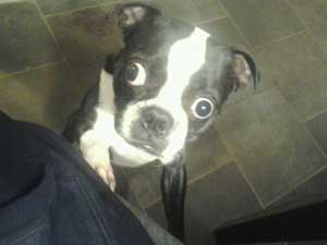 самые большие глаза у собаки