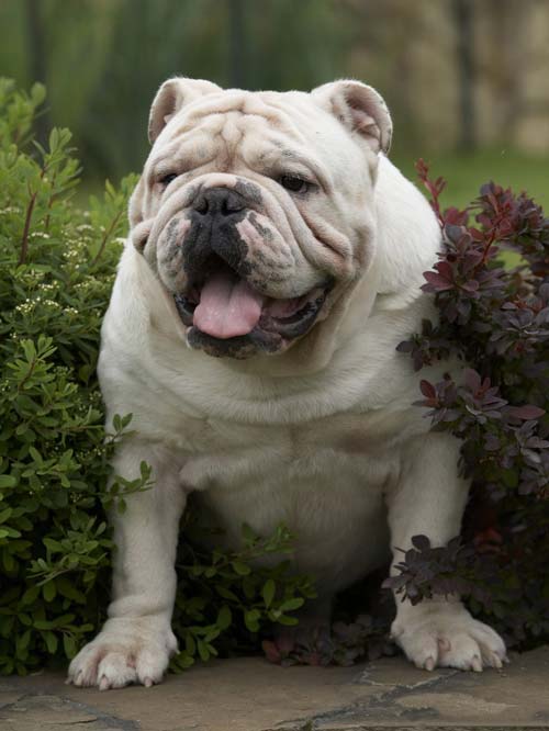 ingilis bulldog