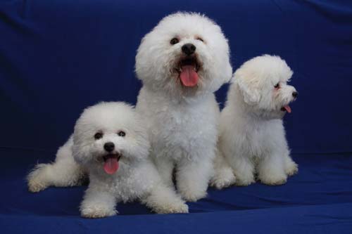 bichon frize