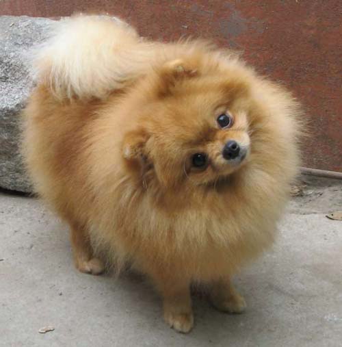 Pomeranian Spitz