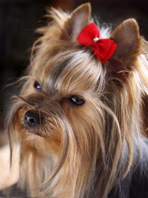 Qırmızı yayla Yorkshire Terrier