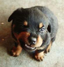 qəzəbli rottweiler puppy